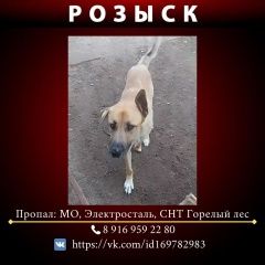 Подробнее об объявлении «Пропала собака кобель Электроугли» Фото: пропала собака  «Пропала собака кобель Электроугли» в г. Электроугли