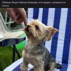 Подробнее об объявлении «Калининград (Кенигсберг) Пропала собака кобель йорк мальчик в малом исаково 13. 0» Фото: пропала собака Йоркширский терьер «Калининград (Кенигсберг) Пропала собака кобель...» в г. Калининград (Кенигсберг)