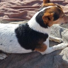 Подробнее об объявлении «Краснознаменск (Калининград.) Пропала собака кобель пожалуйста, максимальный репост» Фото: пропала собака Джек рассел терьер «Краснознаменск (Калининград.) Пропала собака...» в г. Краснознаменск (Калининград.)