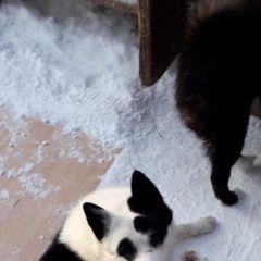 Подробнее об объявлении «Верхний Услон Пропала собака кобель лайка» Фото: пропала собака  «Верхний Услон Пропала собака кобель лайка» в г. Верхний Услон