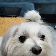 Подробнее об объявлении «Улан-Удэ Пропала собака» Фото: пропала собака Мальтийская болонка «Улан-Удэ Пропала собака» в г. Улан-Удэ