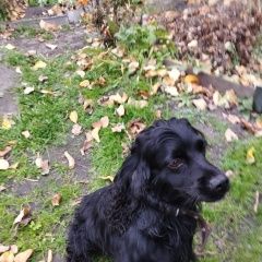 Подробнее об объявлении «Ордынское Пропала собака кобель собака спаниель русский» Фото: пропала собака Русский охотничий спаниель «Ордынское Пропала собака кобель собака спаниель...» в г. Ордынское