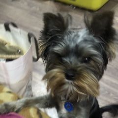 Подробнее об объявлении «Пропала собака кобель йорк Симферополь» Фото: пропала собака  «Пропала собака кобель йорк Симферополь» в г. Симферополь