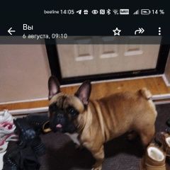 Подробнее об объявлении «Краснодар Пропала собака кобель 5 августа убежал» Фото: пропала собака Французский бульдог «Краснодар Пропала собака кобель 5 августа убежал» в г. Краснодар