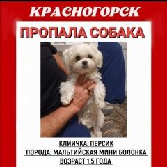 Подробнее об объявлении «Пропала собака кобель Красногорск» Фото: пропала собака Мальтийская болонка «Пропала собака кобель Красногорск» в г. Красногорск