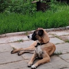 Подробнее об объявлении «Пропала собака кобель Домодедово» Фото: пропала собака  «Пропала собака кобель Домодедово» в г. Домодедово