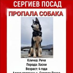 Подробнее об объявлении «Пропала собака кобель Сергиев Посад» Фото: пропала собака  «Пропала собака кобель Сергиев Посад» в г. Сергиев Посад