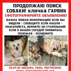 Подробнее об объявлении «Москва Пропала собака кобель прошу помощи» Фото: пропала собака Китайская хохлатая собака «Москва Пропала собака кобель прошу помощи» в г. Москва