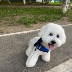 Подробнее об объявлении «Пропала собака кобель бишон фризе Чебоксары» Фото: пропала собака  «Пропала собака кобель бишон фризе Чебоксары» в г. Чебоксары