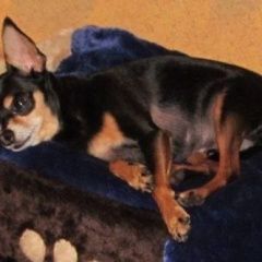 Подробнее об объявлении «Ярославль Пропала собака кобель» Фото: пропала собака Той-терьер «Ярославль Пропала собака кобель» в г. Ярославль