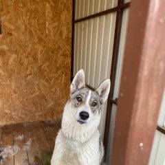 Подробнее об объявлении «Родники (Московская обл.) Пропала собака» Фото: пропала собака  «Родники (Московская обл.) Пропала собака» в г. Родники (Московская обл.)