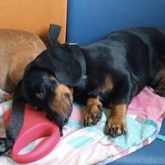 Подробнее об объявлении «Москва Пропала собака» Фото: пропала собака  «Москва Пропала собака» в г. Москва