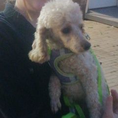 Подробнее об объявлении «Пропала собака кобель Уфа» Фото: пропала собака Пудель «Пропала собака кобель Уфа» в г. Уфа