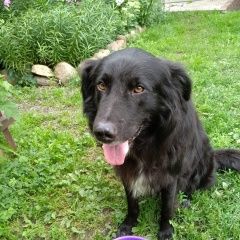 Подробнее об объявлении «Волхов Пропала собака кобель» Фото: пропала собака  «Волхов Пропала собака кобель» в г. Волхов