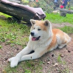 Подробнее об объявлении «Судогда Пропала собака кобель пес, помогите найти» Фото: пропала собака  «Судогда Пропала собака кобель пес, помогите найти» в г. Судогда