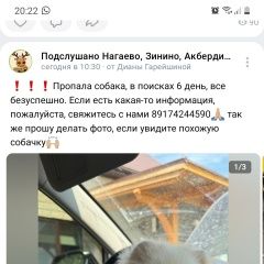 Подробнее об объявлении «Пропала собака кобель Уфа» Фото: пропала собака  «Пропала собака кобель Уфа» в г. Уфа