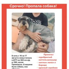 Подробнее об объявлении «Приморск Пропала собака» Фото: пропала собака Миттельшнауцер «Приморск Пропала собака» в г. Приморск