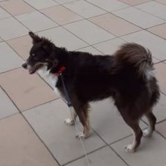 Подробнее об объявлении «Москва Пропала собака украли собаку по кличке лора» Фото: пропала собака Бордер колли «Москва Пропала собака украли собаку по кличке лора» в г. Москва
