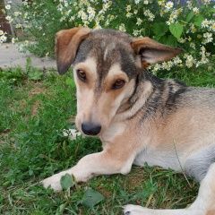 Подробнее об объявлении «Эртиль Пропала собака кобель» Фото: пропала собака  «Эртиль Пропала собака кобель» в г. Эртиль