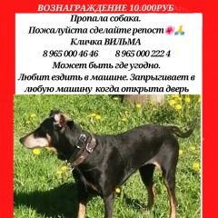 Подробнее об объявлении «Пикалёво Пропала собака» Фото: пропала собака  «Пикалёво Пропала собака» в г. Пикалёво