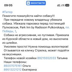 Подробнее об объявлении «Пропала собака помогите, пожалуйста найти Санкт-Петербург» Фото: пропала собака  «Пропала собака помогите, пожалуйста найти...» в г. Санкт-Петербург