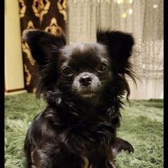 Подробнее об объявлении «Москва Пропала собака» Фото: пропала собака  «Москва Пропала собака» в г. Москва