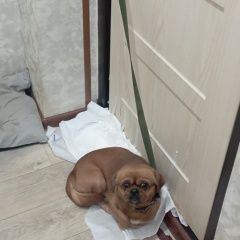 Подробнее об объявлении «Пропала собака кобель Орск» Фото: пропала собака  «Пропала собака кобель Орск» в г. Орск