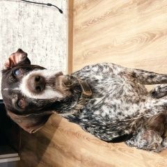 Подробнее об объявлении «Беломорск Пропала собака кобель у озера шуезеро, карелия» Фото: пропала собака Дратхаар «Беломорск Пропала собака кобель у озера...» в г. Беломорск