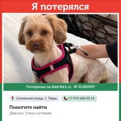 Подробнее об объявлении «Тверь Пропала собака 26. 08 мамулино» Фото: пропала собака Бишон-фриз «Тверь Пропала собака 26. 08 мамулино» в г. Тверь