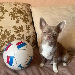 Подробнее об объявлении «Пропала собака кобель Москва» Фото: пропала собака Чихуахуа «Пропала собака кобель Москва» в г. Москва