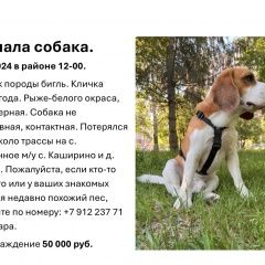 Подробнее об объявлении «Пропала собака кобель бигль Курган» Фото: пропала собака Бигль «Пропала собака кобель бигль Курган» в г. Курган