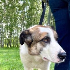 Подробнее об объявлении «Лобня Пропала собака 28. 8. 24» Фото: пропала собака Анатолийская овчарка «Лобня Пропала собака 28. 8. 24» в г. Лобня
