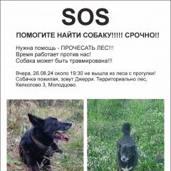 Подробнее об объявлении «Пропала собака кобель Кировск» Фото: пропала собака  «Пропала собака кобель Кировск» в г. Кировск