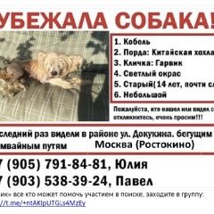 Подробнее об объявлении «Москва Пропала собака кобель пожалуйста, помогите» Фото: пропала собака Китайская хохлатая собака «Москва Пропала собака кобель пожалуйста, помогите» в г. Москва