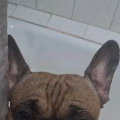 Подробнее об объявлении «Алчевск Пропала собака кобель» Фото: пропала собака Французский бульдог «Алчевск Пропала собака кобель» в г. Алчевск