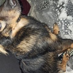 Подробнее об объявлении «Самара Пропала собака 23. 08 в районе парка металлургов» Фото: пропала собака  «Самара Пропала собака 23. 08 в районе парка...» в г. Самара