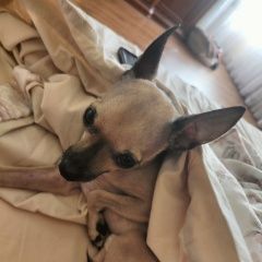 Подробнее об объявлении «Анапа Пропала собака кобель на ул. кирова. калинина» Фото: пропала собака  «Анапа Пропала собака кобель на ул. кирова....» в г. Анапа