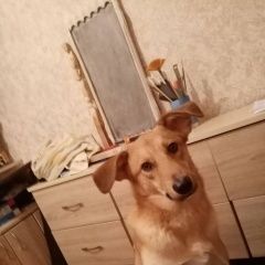 Подробнее об объявлении «Правдинск Пропала собака кобель» Фото: пропала собака  «Правдинск Пропала собака кобель» в г. Правдинск