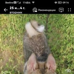 Подробнее об объявлении «Пропала собака кобель Энгельс» Фото: пропала собака Западно-сибирская лайка «Пропала собака кобель Энгельс» в г. Энгельс