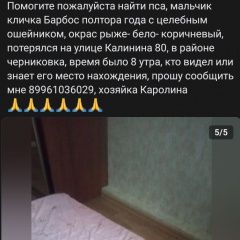 Подробнее об объявлении «Пропала собака кобель пес Уфа» Фото: пропала собака Джек рассел терьер «Пропала собака кобель пес Уфа» в г. Уфа