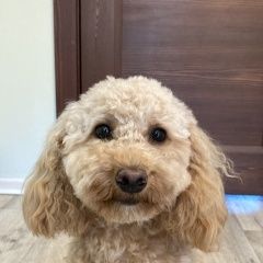 Подробнее об объявлении «Новокубанск Пропала собака пудель» Фото: пропала собака Пудель «Новокубанск Пропала собака пудель» в г. Новокубанск