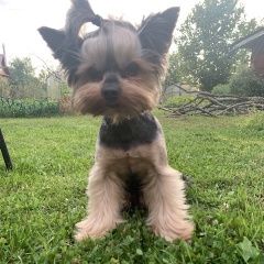 Подробнее об объявлении «Судак Пропала собака кобель» Фото: пропала собака Йоркширский терьер «Судак Пропала собака кобель» в г. Судак