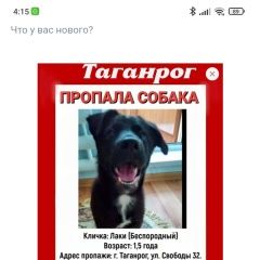Подробнее об объявлении «Пропала собака кобель помогите найти, вознаграждение Таганрог» Фото: пропала собака  «Пропала собака кобель помогите найти,...» в г. Таганрог