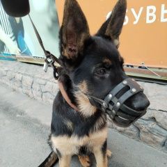 Подробнее об объявлении «Омск Пропала собака кобель немецкая овчарка» Фото: пропала собака Немецкая овчарка «Омск Пропала собака кобель немецкая овчарка» в г. Омск