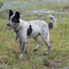 Подробнее об объявлении «Пропала собака кобель Новосибирск» Фото: пропала собака  «Пропала собака кобель Новосибирск» в г. Новосибирск