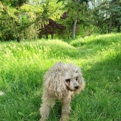 Подробнее об объявлении «Симферополь Пропала собака кобель» Фото: пропала собака Пудель «Симферополь Пропала собака кобель» в г. Симферополь