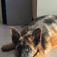 Подробнее об объявлении «Краснодар Пропала собака кобель» Фото: пропала собака Немецкая овчарка «Краснодар Пропала собака кобель» в г. Краснодар