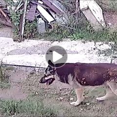 Подробнее об объявлении «Минеральные Воды Пропала собака кобель, по кличке блэк» Фото: пропала собака Немецкая овчарка «Минеральные Воды Пропала собака кобель, по...» в г. Минеральные Воды