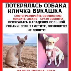 Подробнее об объявлении «Москва Пропала собака» Фото: пропала собака Чихуахуа «Москва Пропала собака» в г. Москва
