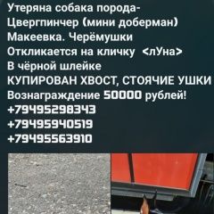 Подробнее об объявлении «Макеевка Пропала собака» Фото: пропала собака  «Макеевка Пропала собака» в г. Макеевка